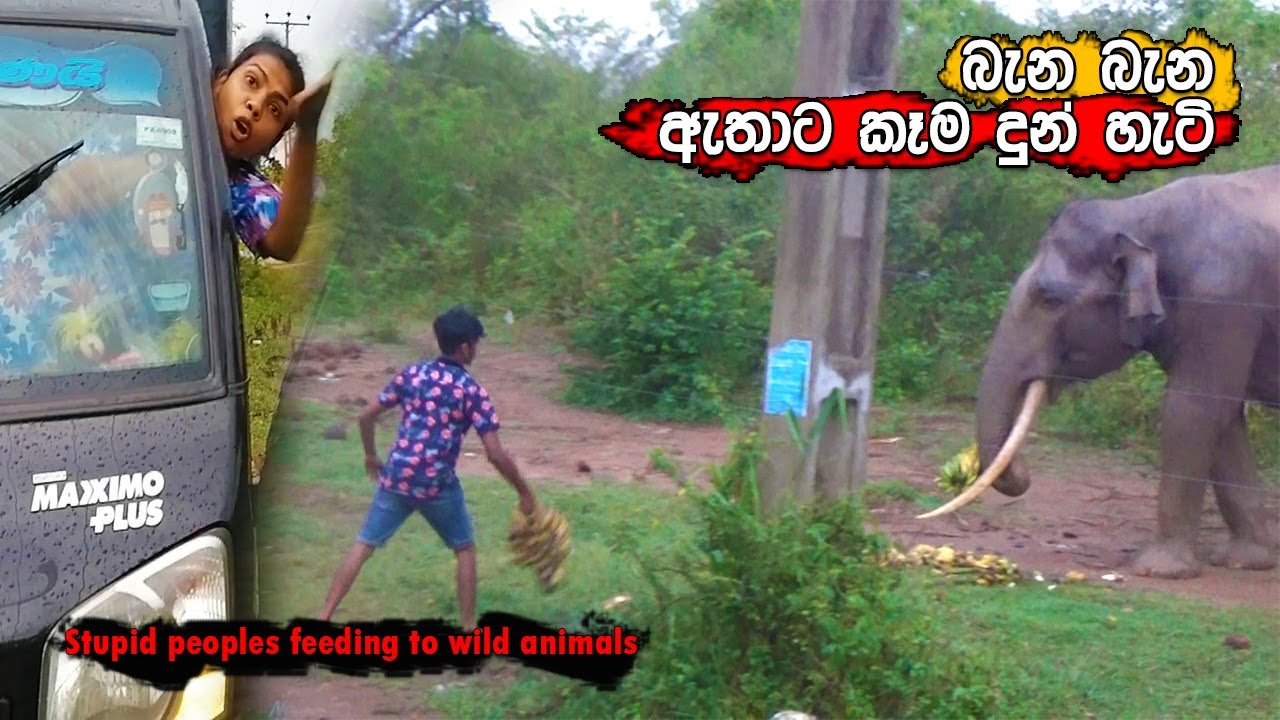 careless stupid peoples giving bananas  to wild tusker #bullet #tusker #feed