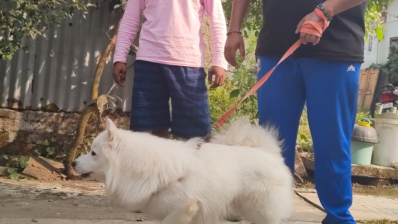 অনেকদিন পর দাদার সঙ্গে। #doglover #petsvloganimalsinmyhousemeetmypets #subscribe