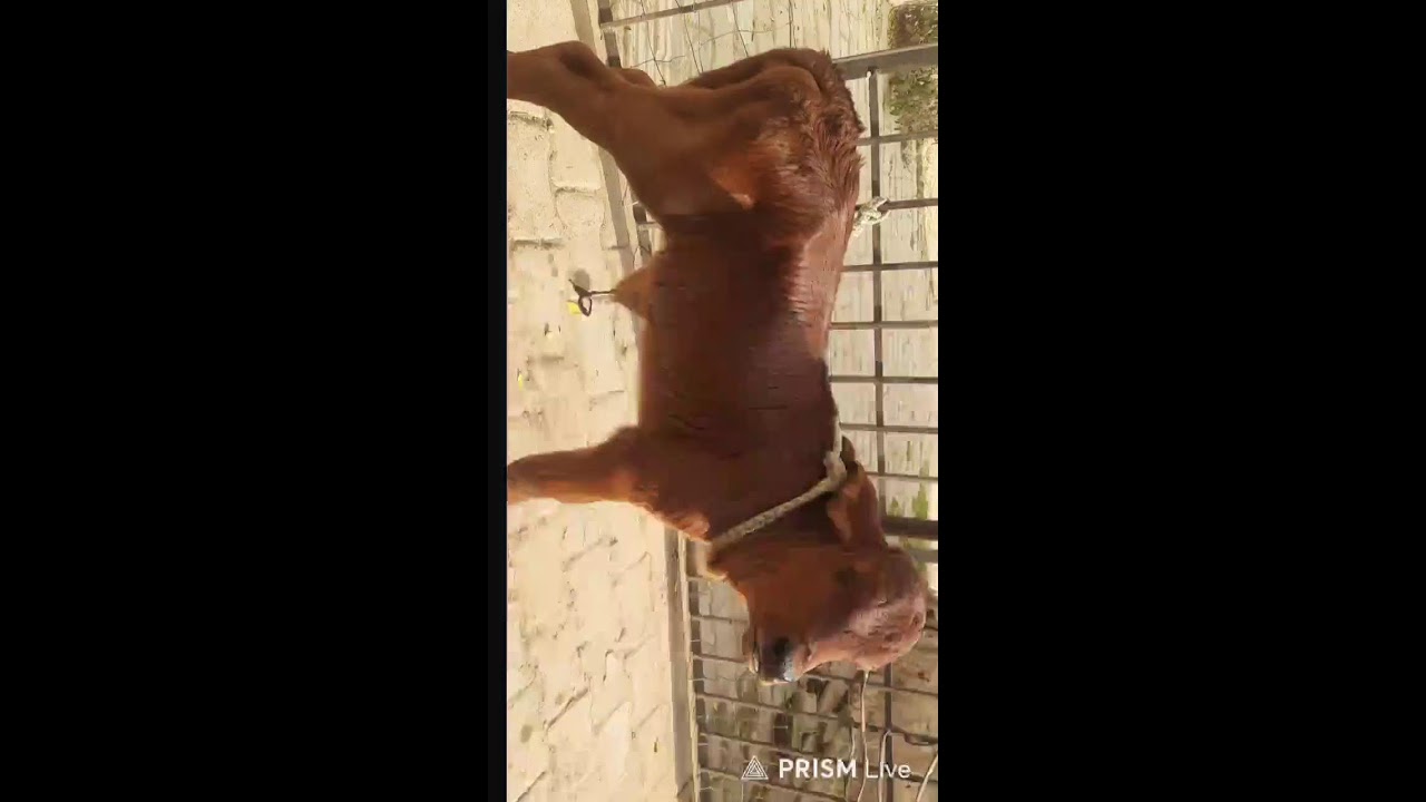 cow calf..