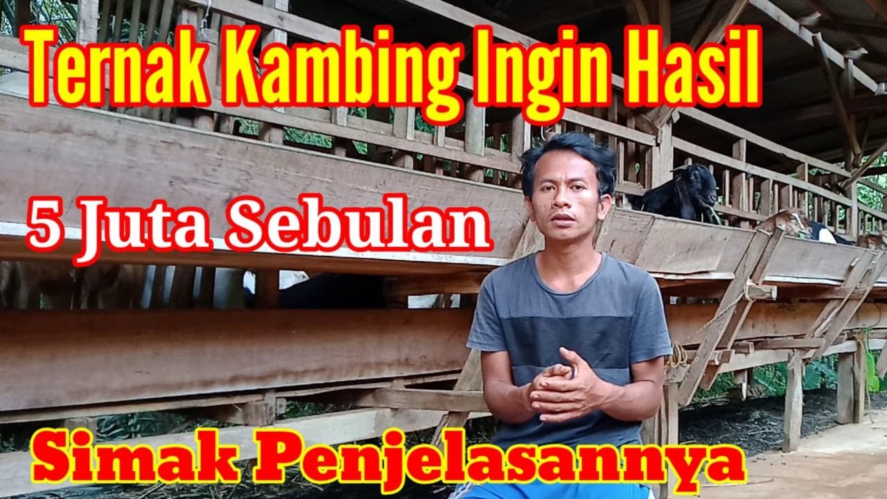 HANYA FOKUS TERNAK KAMBING HASIL BERSIH 4 JUTA SEBULAN TANPA KERJA YANG LAINNYA