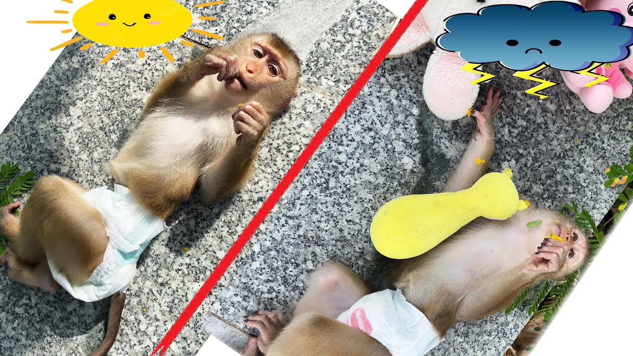 Monkey Lyly felt disappointed when the sun suddenly went out