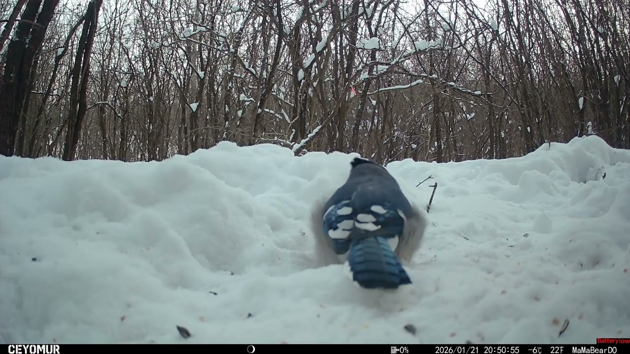 Winter’s Messengers: The Secret Lives of Dark-Eyed Juncos, Blue Jays & Cardinals