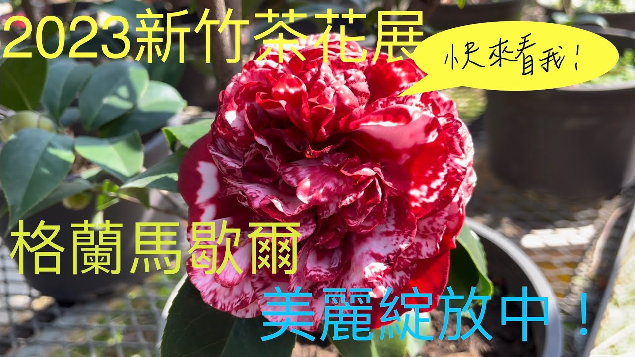 2023新竹市香山「風尚茶花展」茶花產銷班，暢遊茶花園，感謝園主熱情解說！