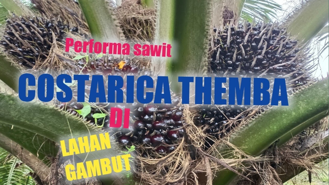 sawit jenis costarica themba di lahan gambut buahnya mantul