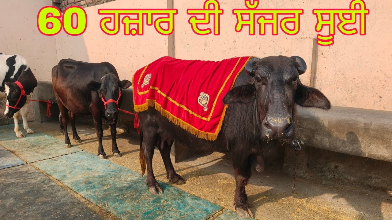 25 February 2026 ਫੋਨ 95926=60561 👈 3 ਝੋਟੀਆ ਵਿਕਾਊ ਨੀਟੈ ਵੀਰ ਕੋਲਬਰੀਡ ਆਲੀਆ ਝੋਟੀਆ 