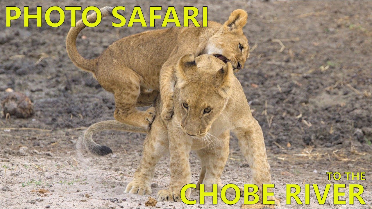 A trip to the Chobe river with Pangolin Photo Safaris