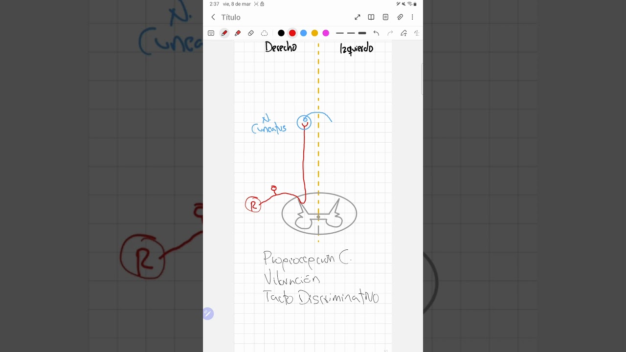 Vías medulares : propiocepción consciente, tracto discriminativo y vibración (cordón posterior)