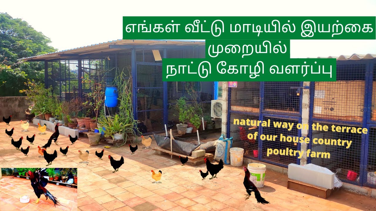 எங்கள் வீட்டு மாடியில் இயற்கை முறையில் நாட்டு கோழி வளர்ப்பு  | How to grow chicken in terrace