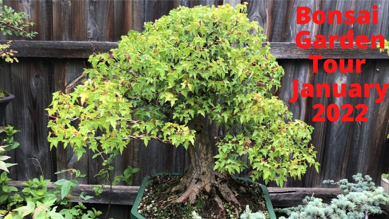 Tour of my bonsai garden - Summer 2022 (January) Melbourne