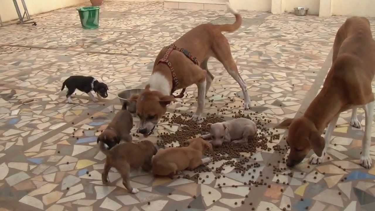 Puppies learning the essentials of life