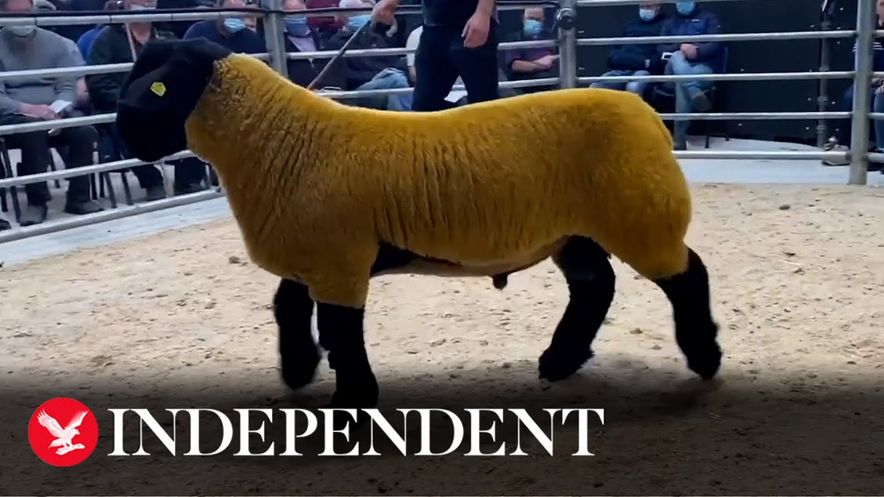 Record-breaking Donegal ram sells for &euro;44,000