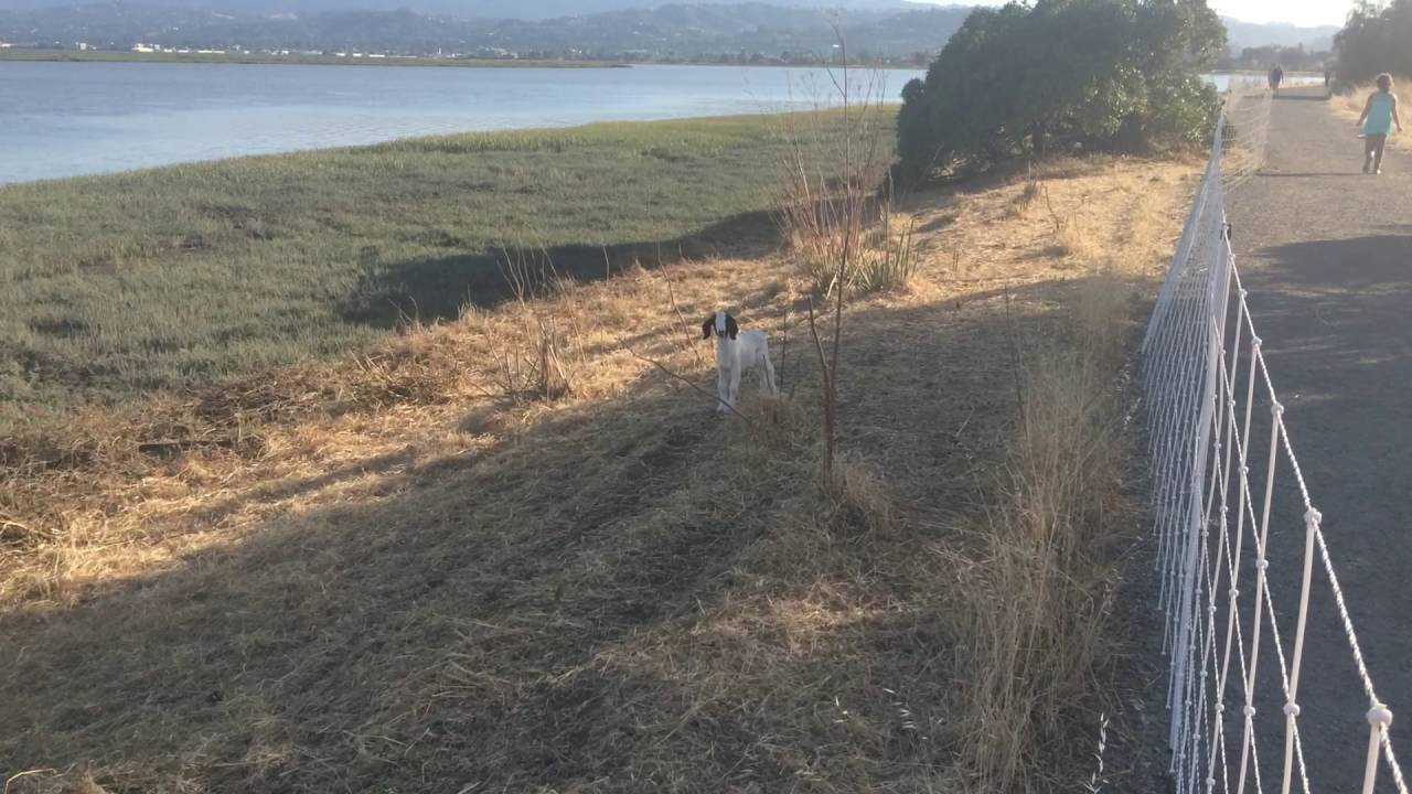 Lost baby goat calling Mama - Part 1