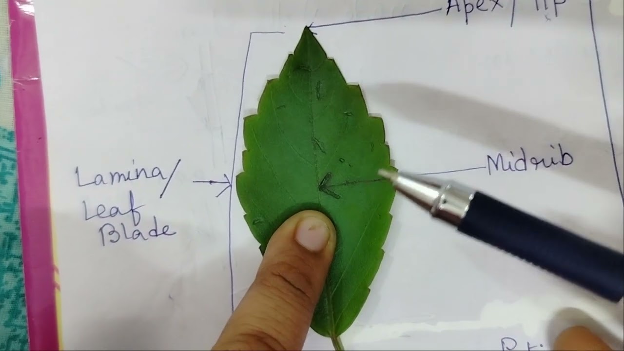 Structure of a typical leaf 🍀