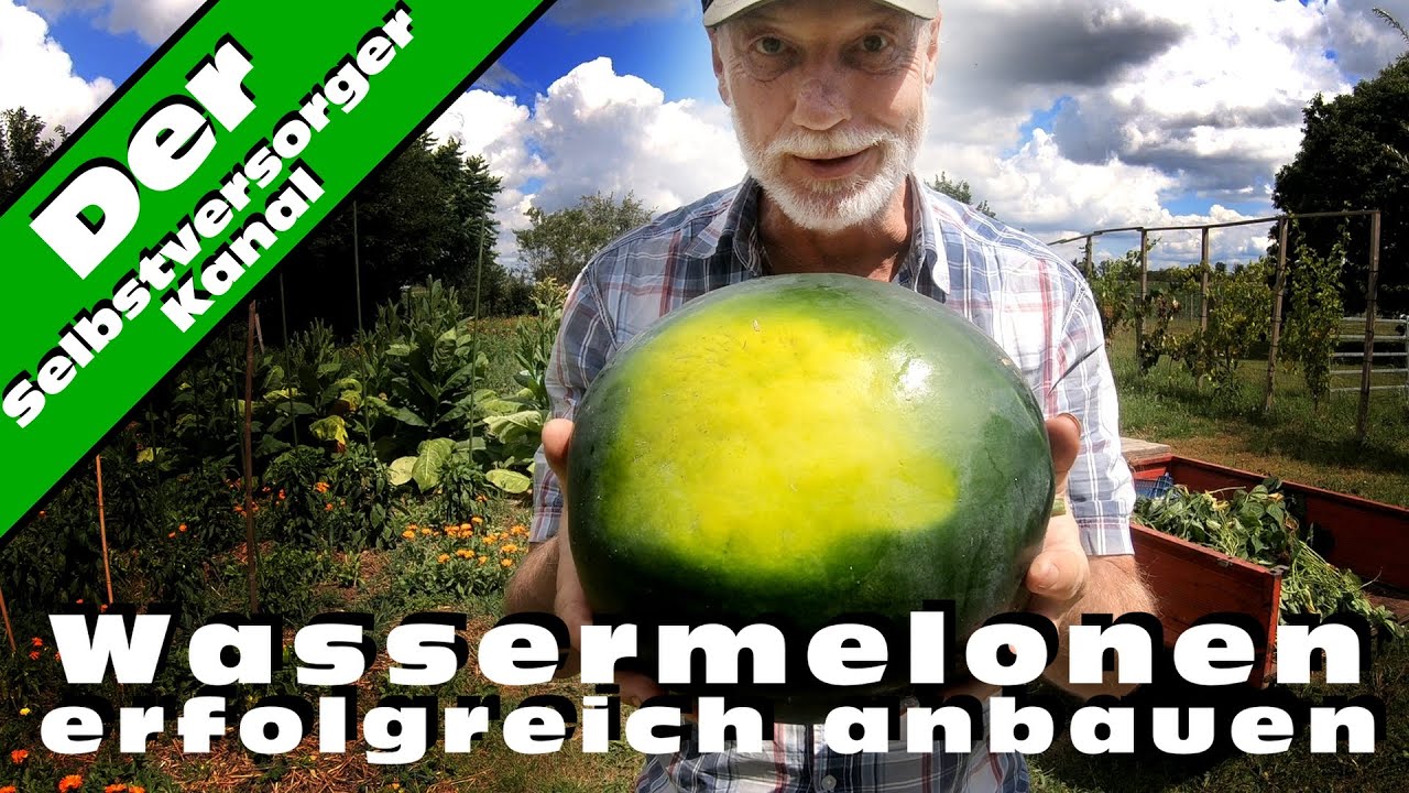 Wassermelonen im Freiland selbst anbauen.