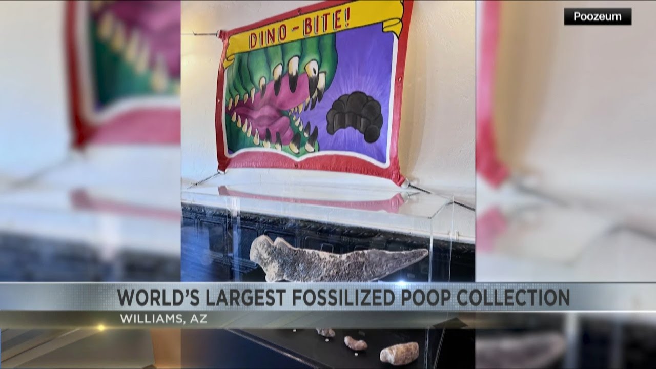 Owner of world's largest fossilized poop collections opens museum in Williams, AZ