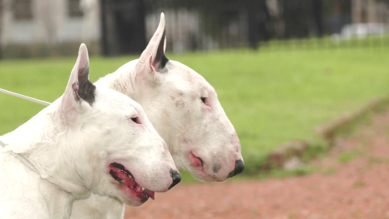 BULL TERIER - El Caballero Blanco