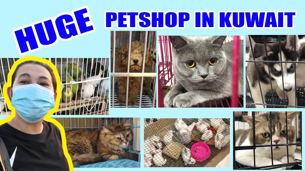 PET SHOP IN KUWAIT II FOR ANIMAL LOVER