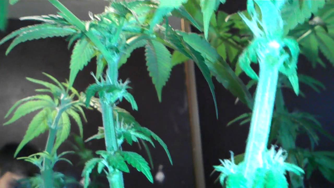 Marijuana plants day 58(Flowering day 25)