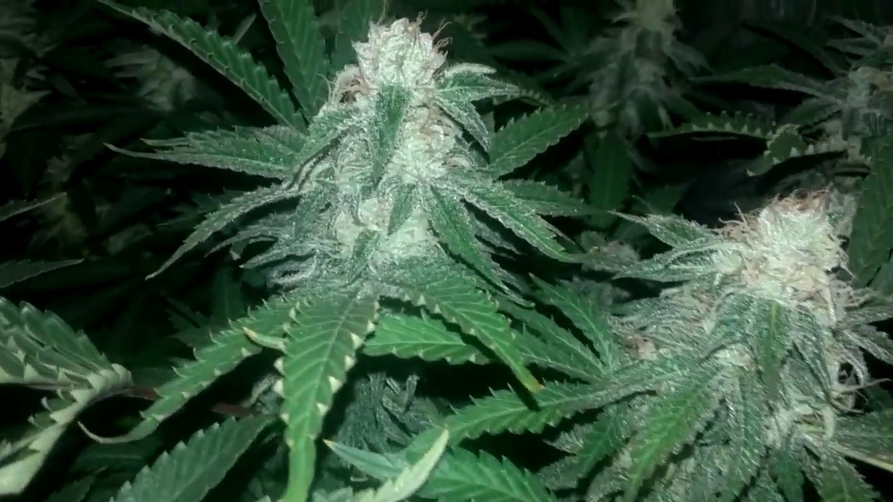 AIMG - buds on buds on buds