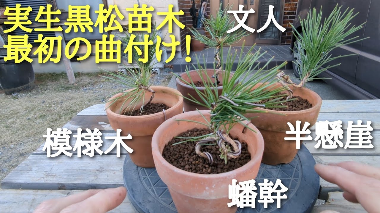 実生黒松苗木最初の曲付け作業！