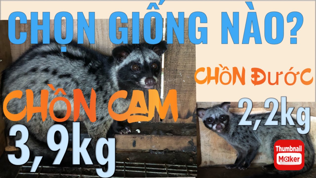 Phân biệt giống chồn Cam với chồn Đước. Xu hướng chọn giống chồn hương trong tương lai.