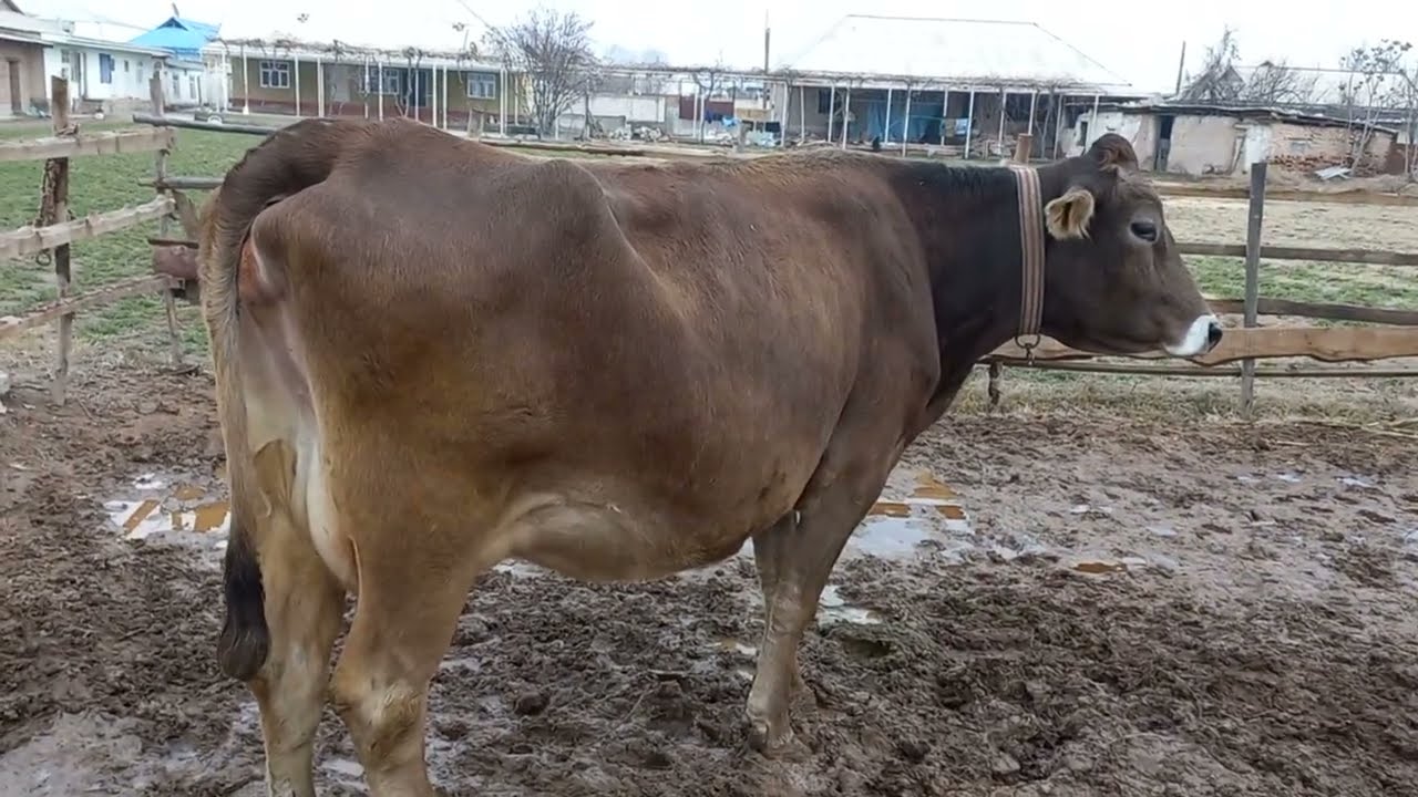 ШВЕДИ КАЛИ ЕЛИТА 21 февраля 2026 г.