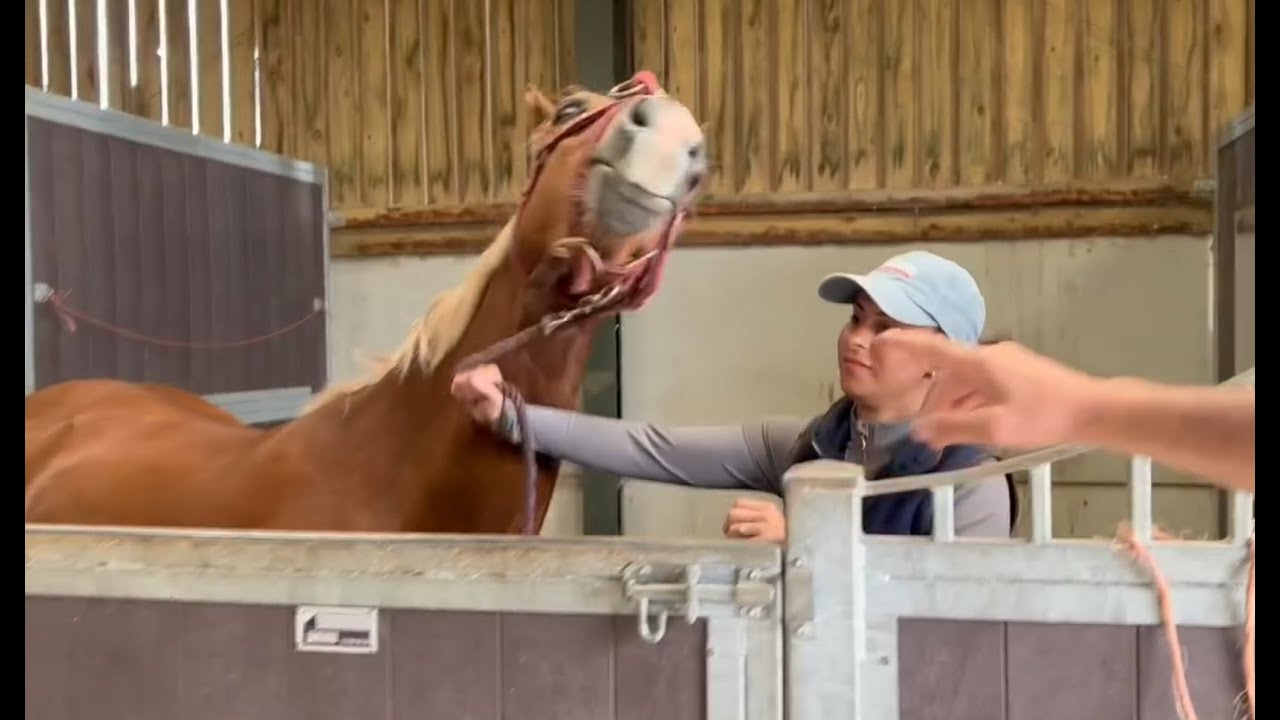 Helping a troubled recently purchased 3 year old horse