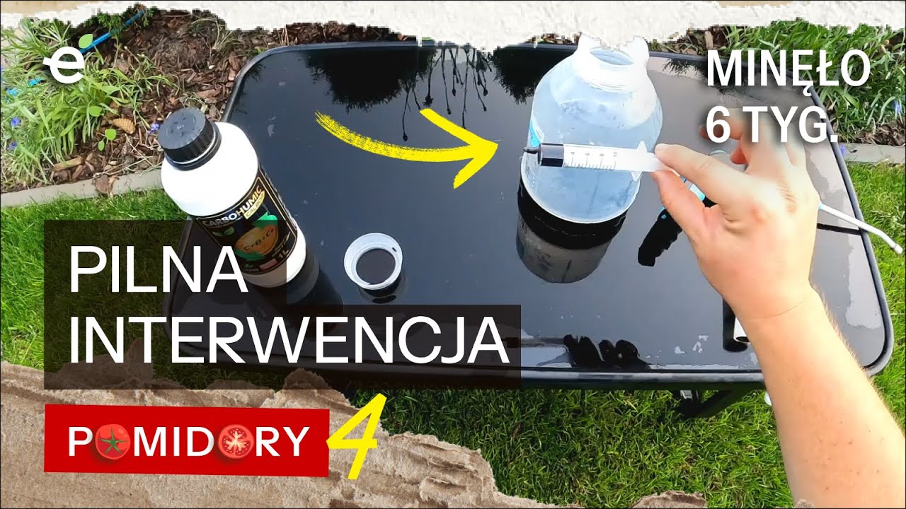 Sucha zgnilizna owocu pomidora ATAKUJE. Oprysk interwencyjny 6 tygodni po sadzeniu. Pomidory S01E04