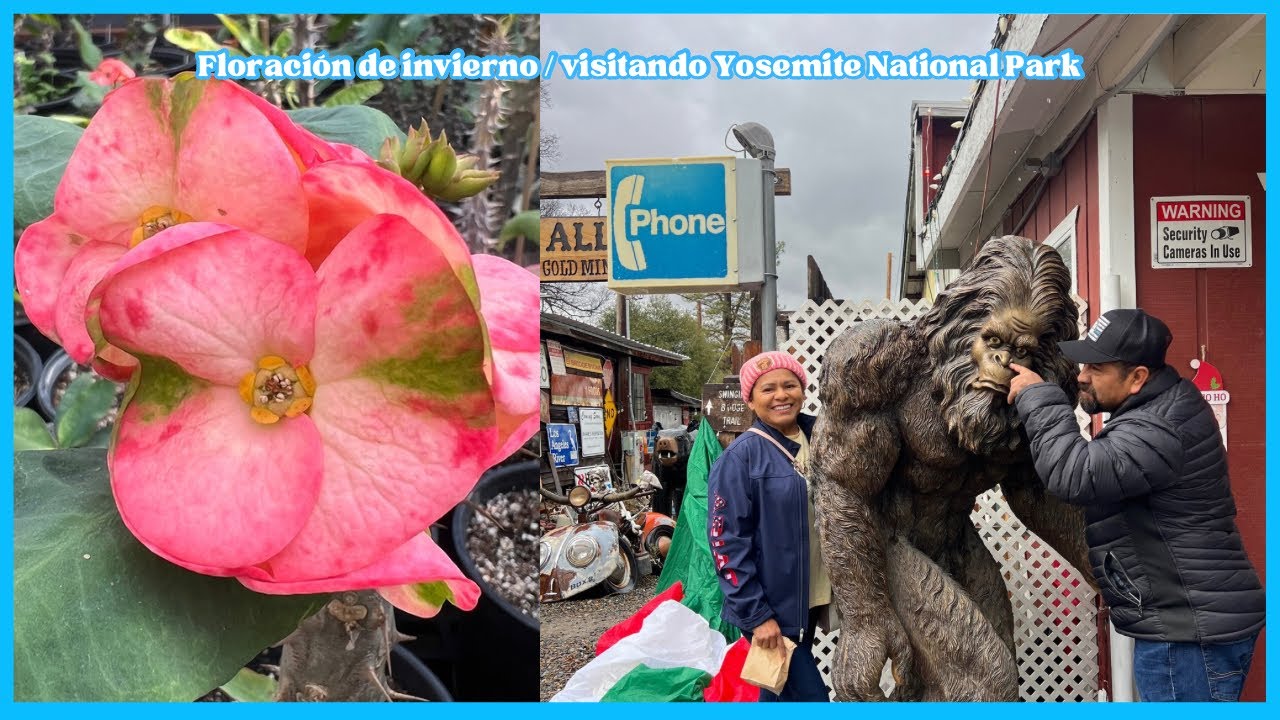 FLORACION DE INVIERNO DE LAS CORONAS DE CRISTO :VISITANDO YOSEMITE NATIONAL PARK