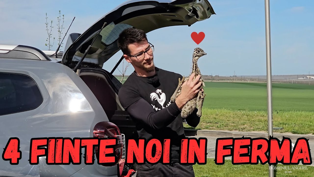 Am luat strutii emu