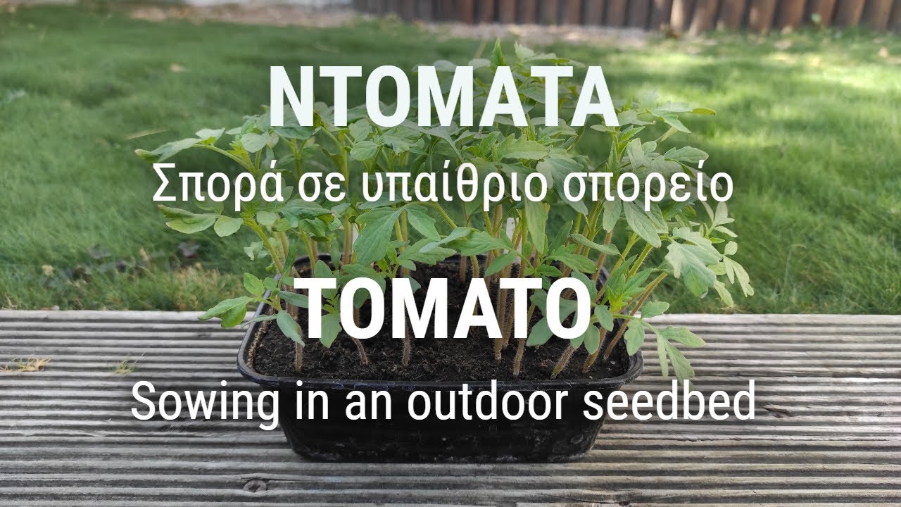 ΝΤΟΜΑΤΑ (Σπορά σε υπαίθριο σπορείο)