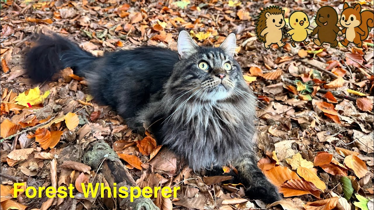 Maine Coon Dodo — Listening to the Forest😽
