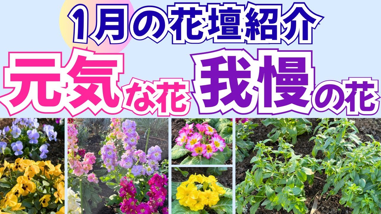 【1月の花壇】元気な花もあれば我慢の花も！ストック・ビオラ・金魚草・プリムラ｜初心者ガーデン日記