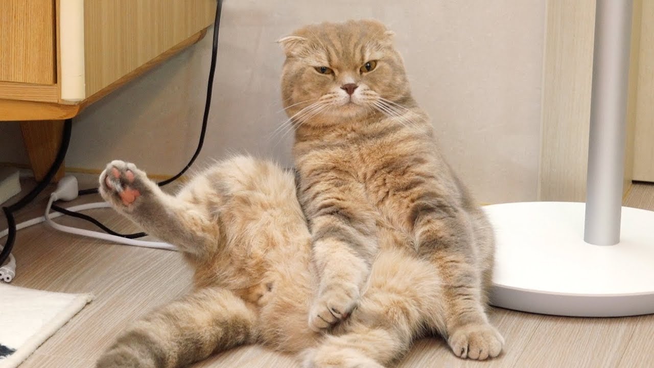 сильный кот IZ