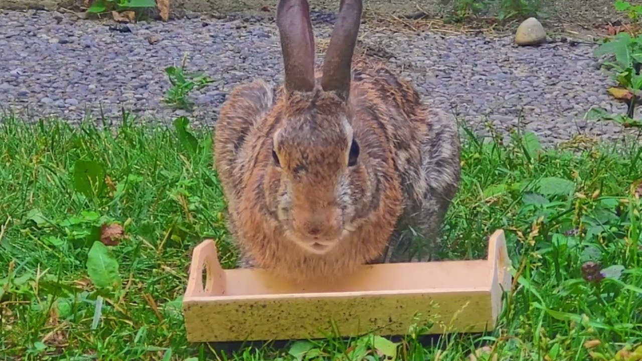 🐰 🐇 Don't disturb me. I want to enjoy while eating my meal 😋.
