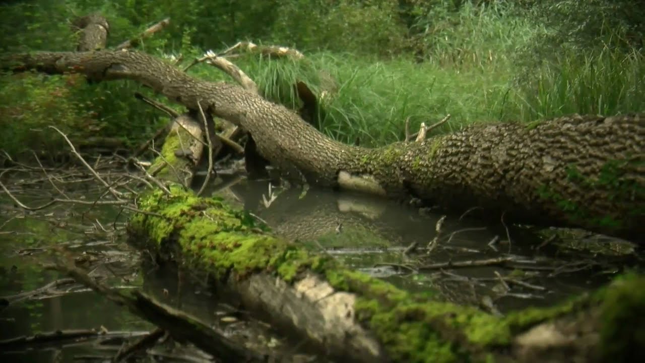 Showreel 2010
