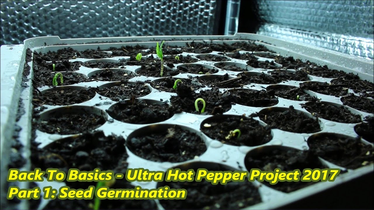 Back To Basics - Ultra Hot Pepper Project - 2017 Part 1 - Seed Germination