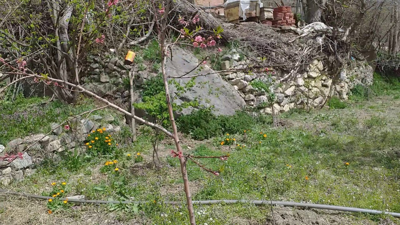Boyabat Maruf alınca köyü