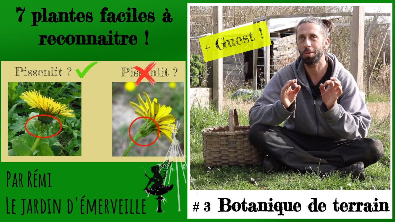 Les méthodes pour cueillir sans se tromper. 7 plantes à déguster en ce moment. Botanique de terrain.