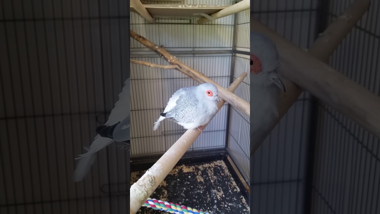 Another Diamond dove cooing