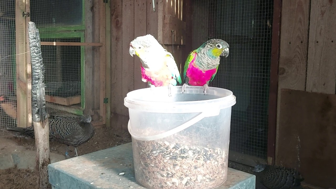 Rudosterki czerwonobrzuche.