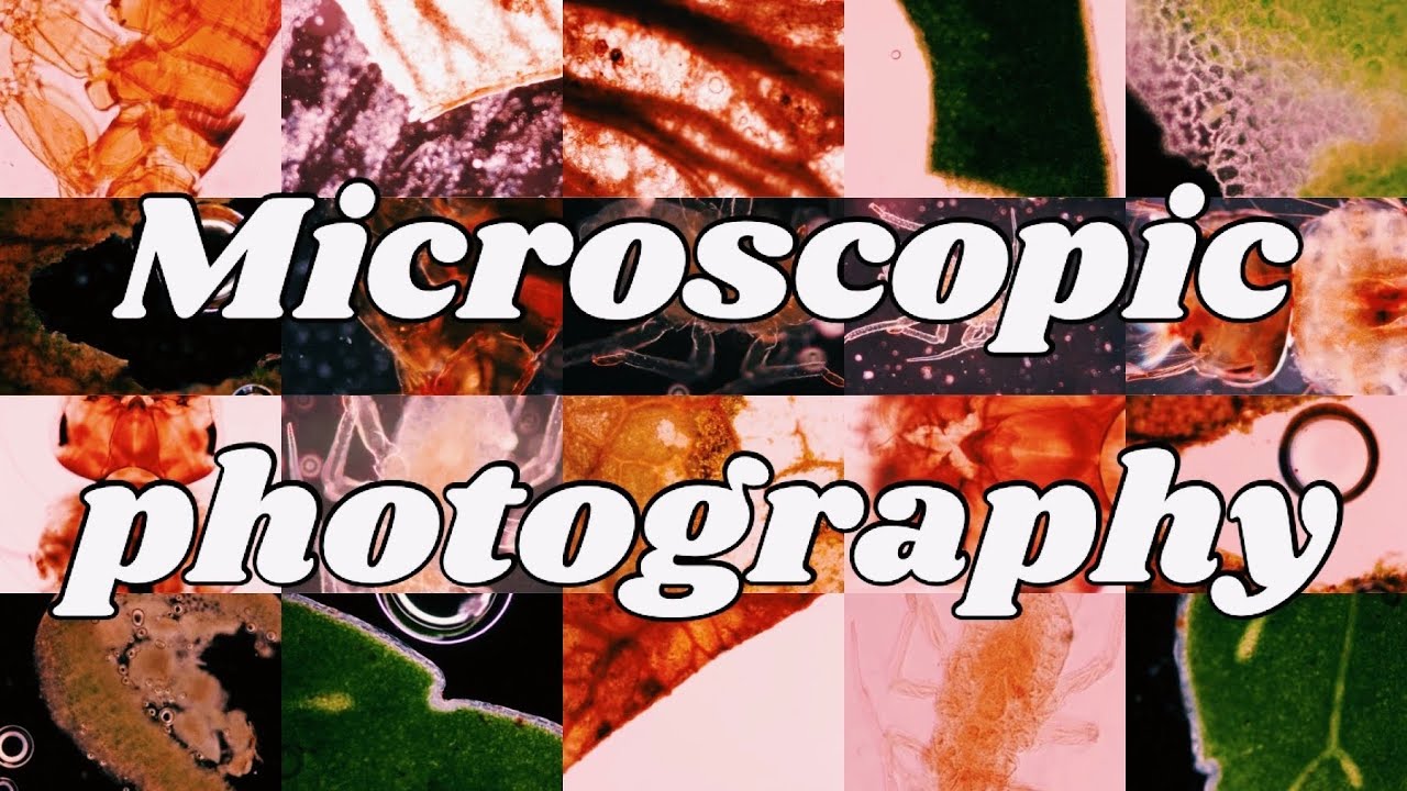 Microscopic photography | Falmouth University | MNHP