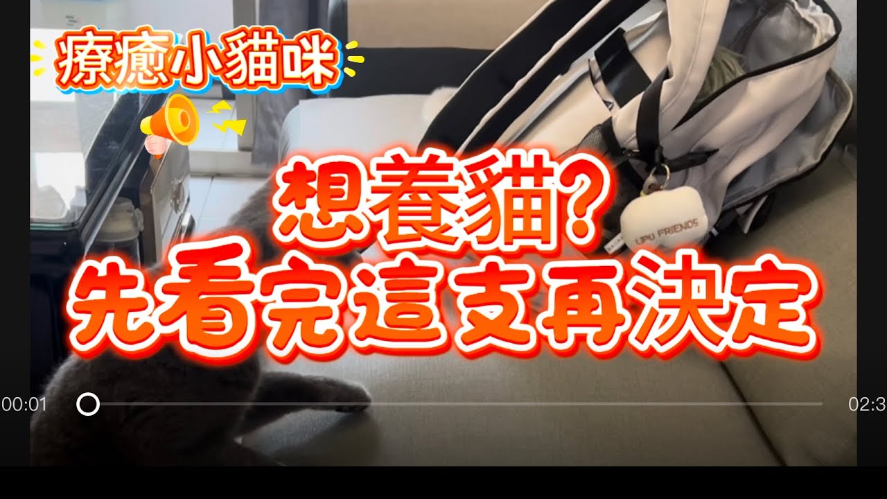 【療癒小貓咪】-想養貓？先看完這支再決定！