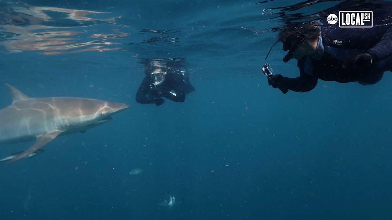 Off the Hook: Shark Defenders | Nat Geo SharkFest