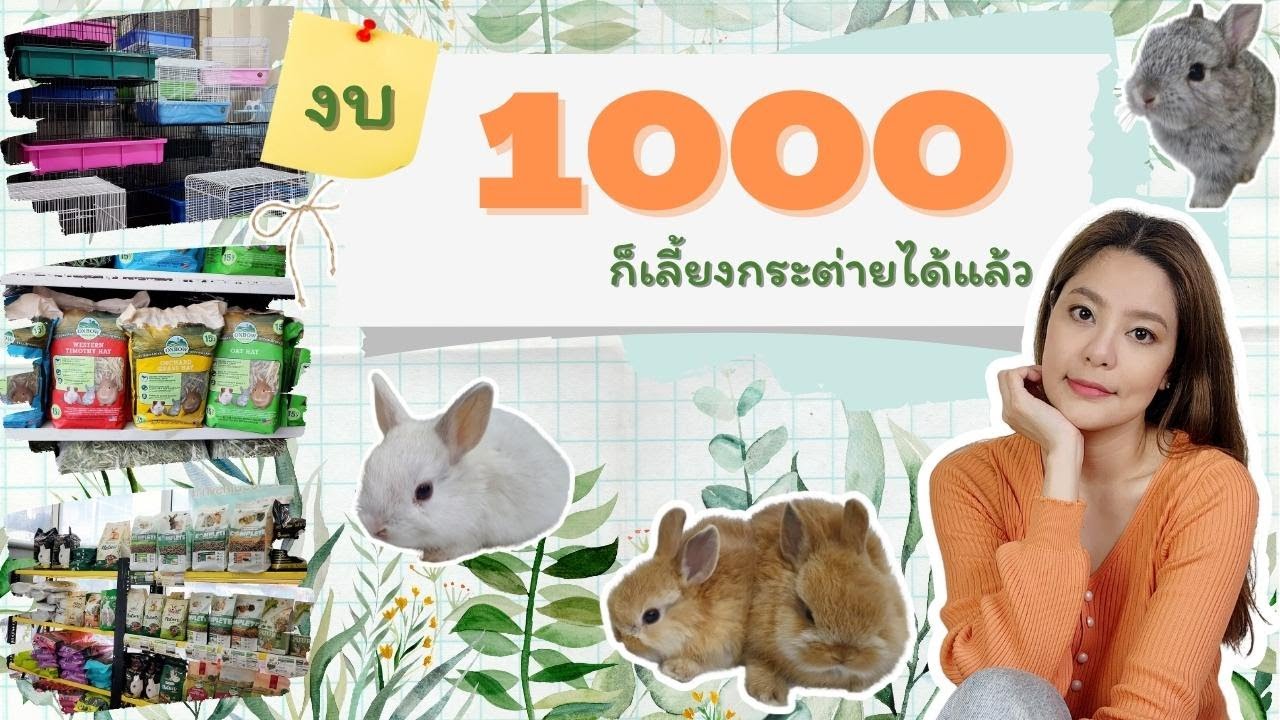 งบ 1000บาท ก็เลี้ยงกระต่ายได้แล้ว🐰 มือใหม่หัดเลี้ยงกระต่าย!!! 🥰Pet Der Cafe Ep.2