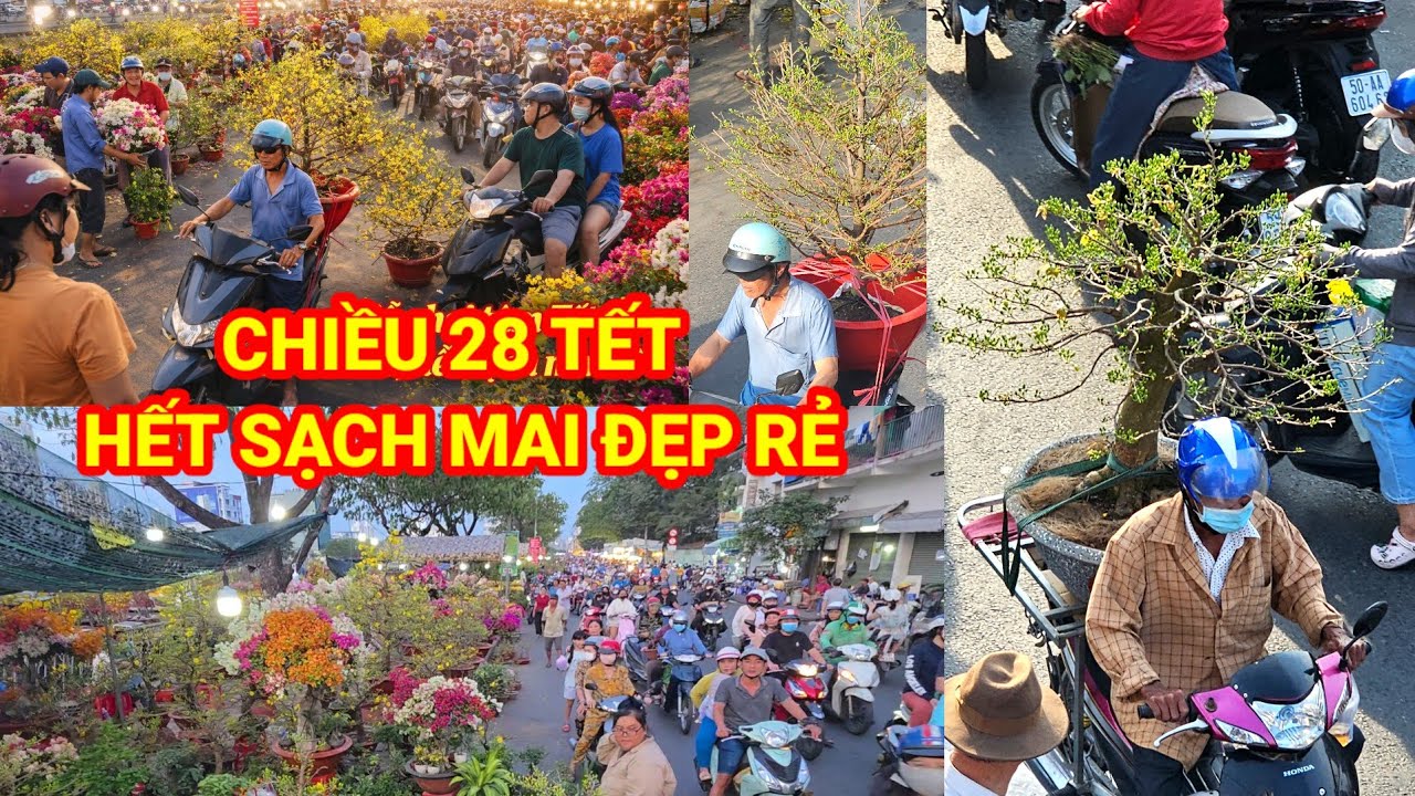 Chợ hoa BẾN BÌNH ĐÔNG tiểu thương bán mai LOẠI CAO CẤP khóc ròng, loại rẻ hơn ĐÃ HẾT SẠCH SẼ