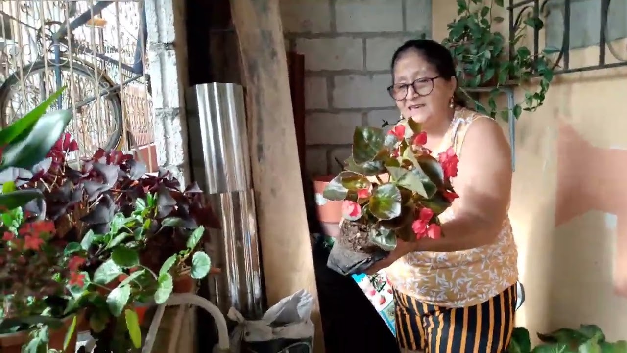 Transplantando una plantas 