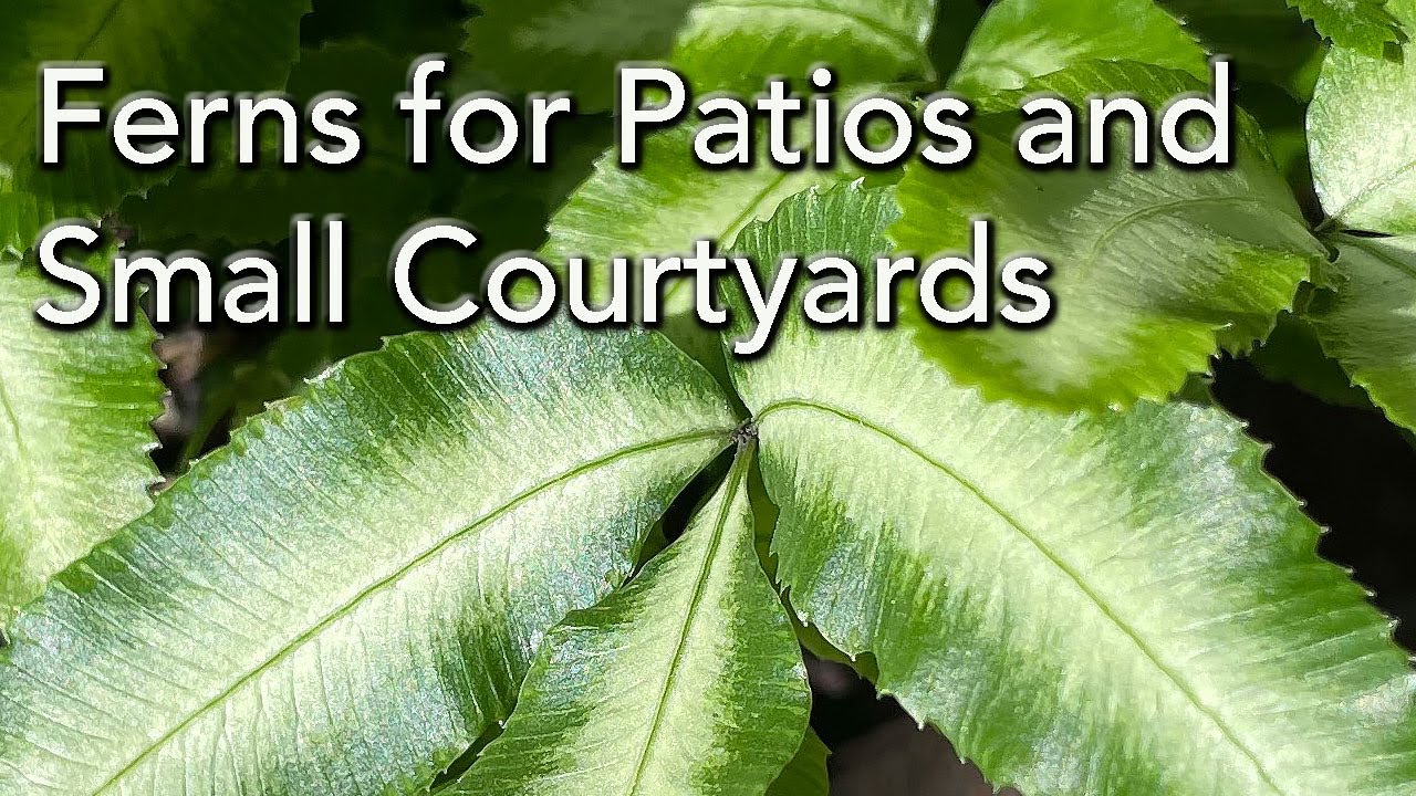 Ferns For Growing in Pots , Containers, Patios and in Courtyards - Ferns For Small Gardens