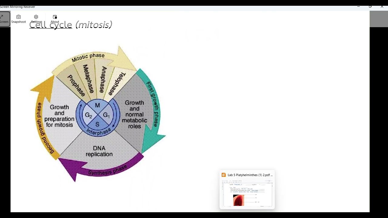 การแบ่งเซลล์