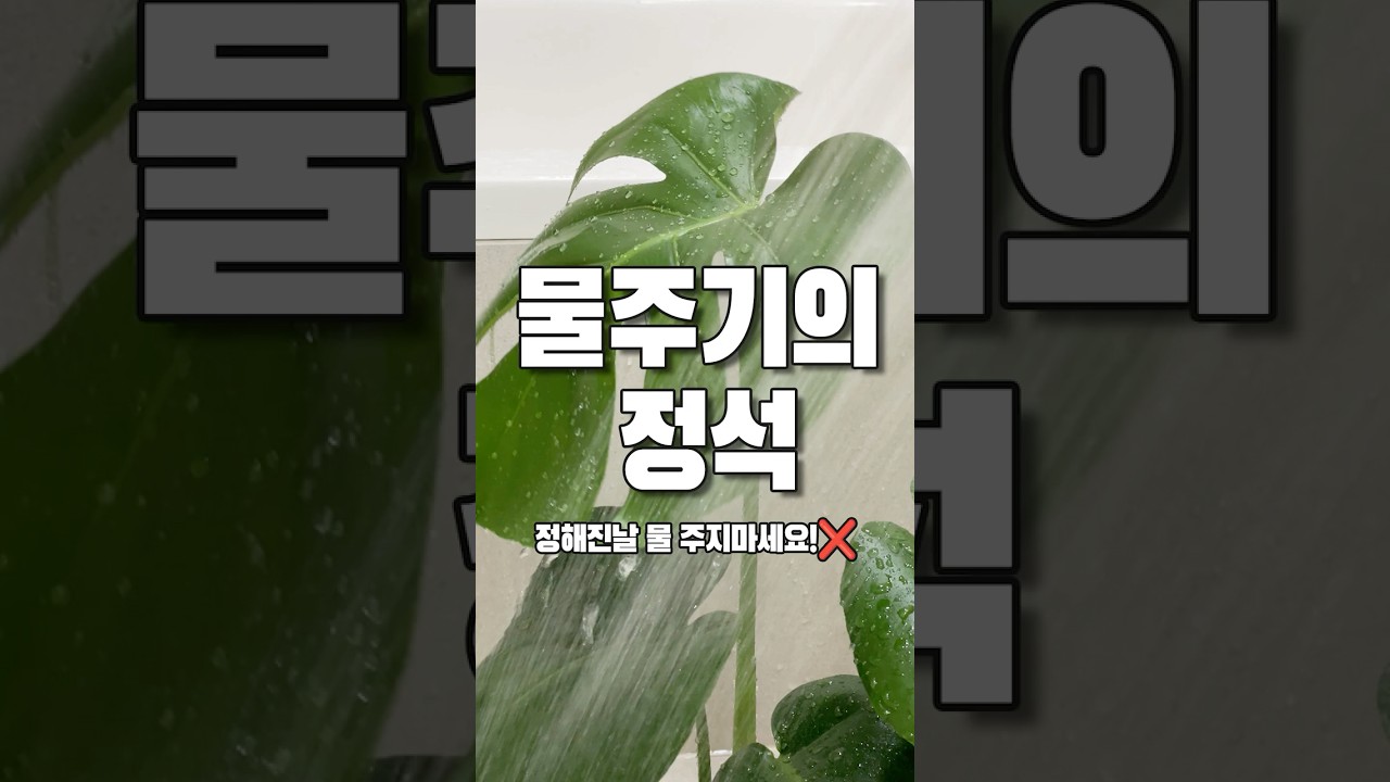 초보를 위한 물주기 가이드! | 일주일에 한번 물주기? NO❌ #식물물주기